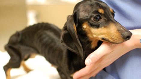 Skinny dachshund best sale